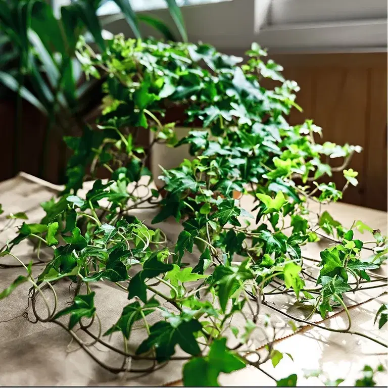 Ivy – facts and care tips