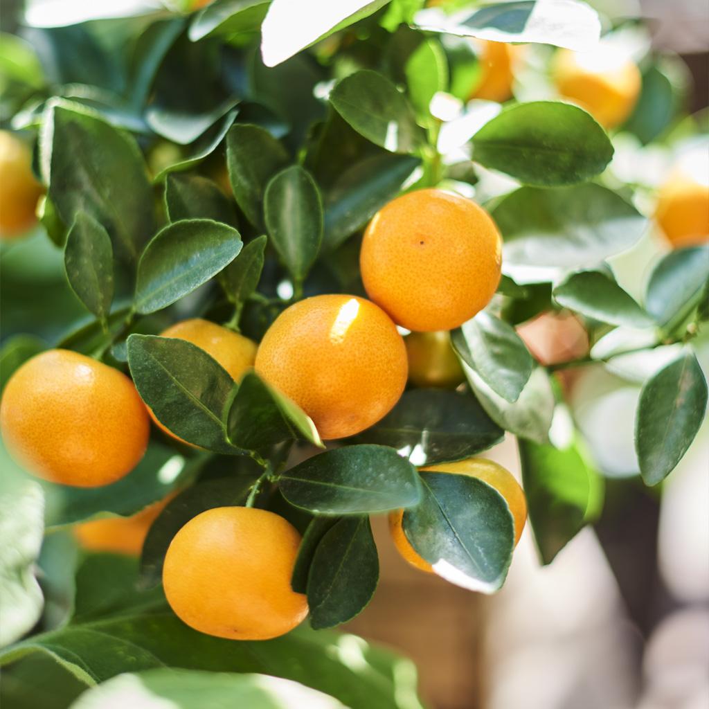 Mediterranean plants
