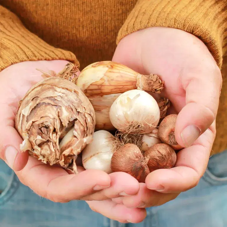 Spring bulbs and autumn bulbus - what is the difference