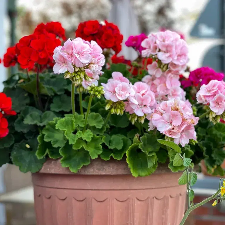 Pelargonium – Facts and care tips
