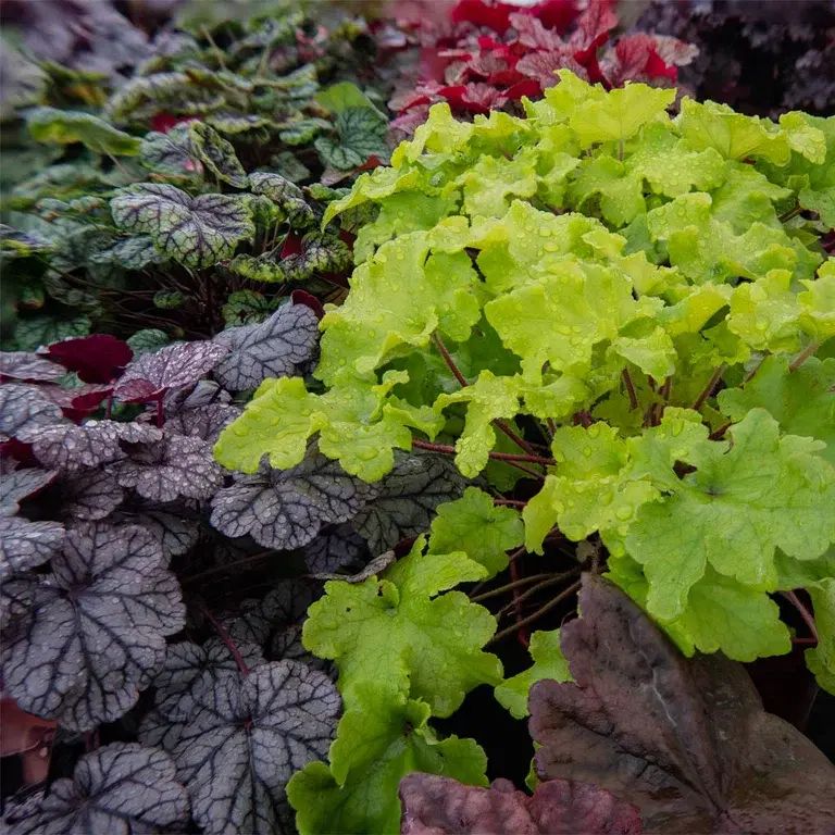 Coral bells – planting and care