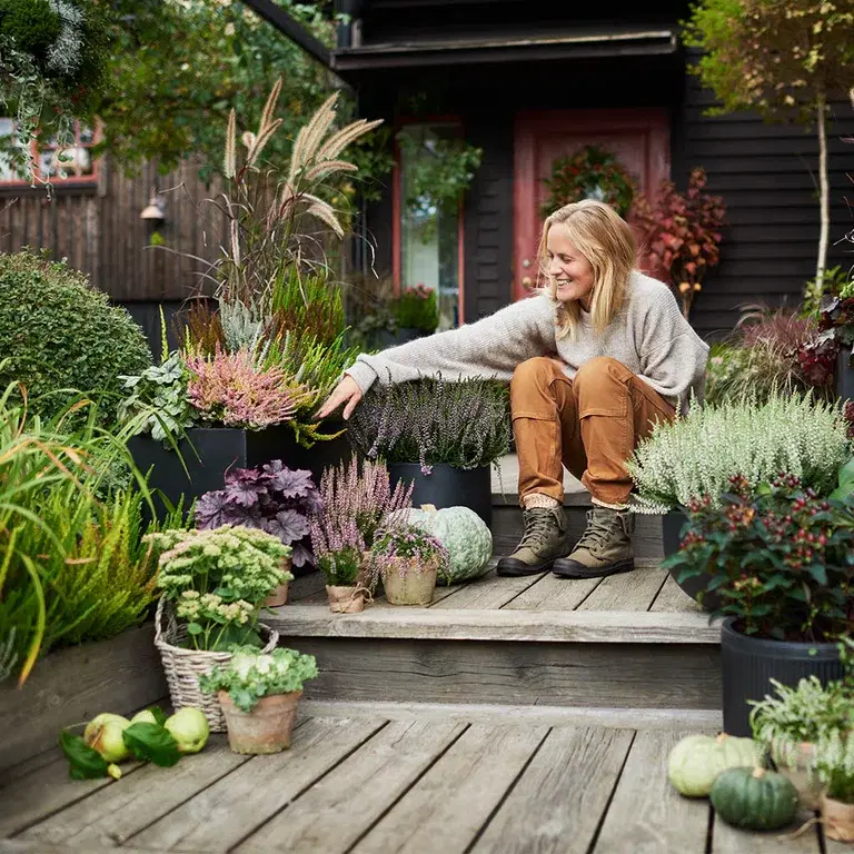 This is the plant that ensures a fresh and exciting entrance area this fall