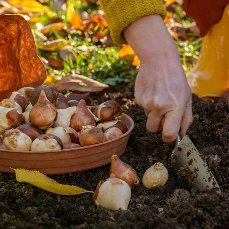 October - this is what you can sow and cultivate