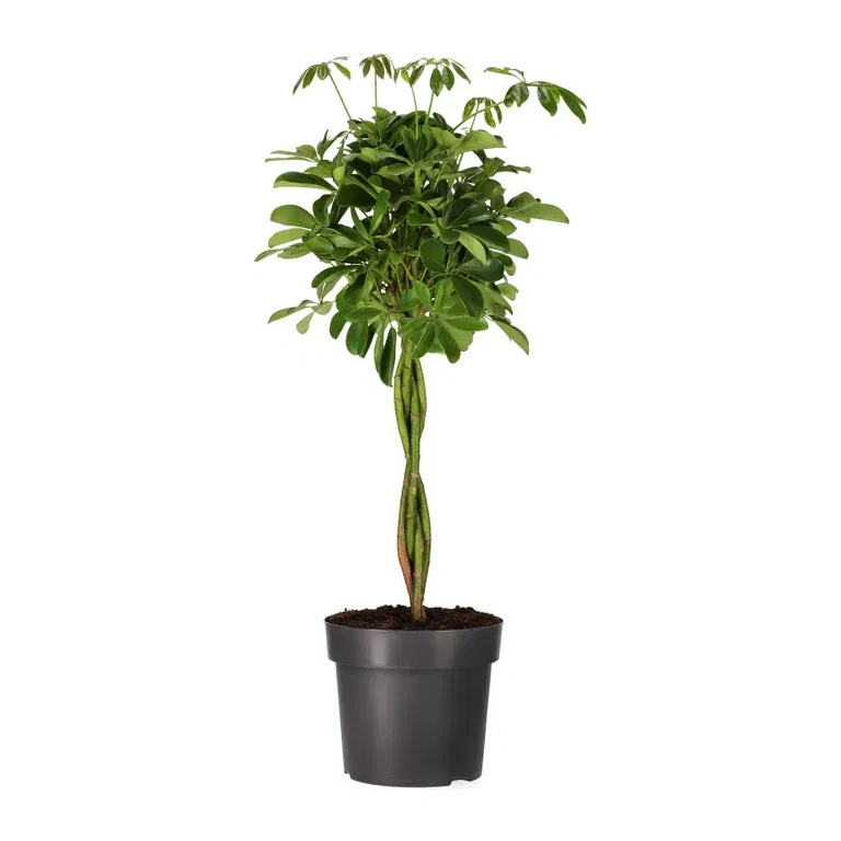 Schefflera arboricola 'Nora' braid 24 cm