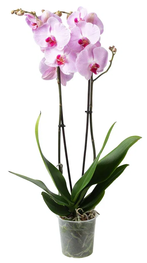 Phalaenopsis