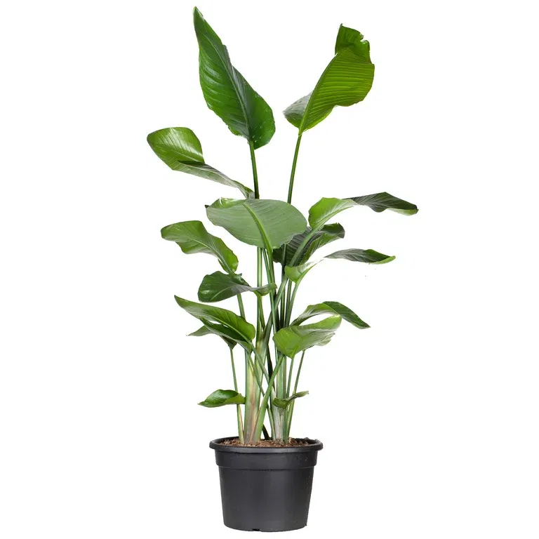 Strelitzia nicolai 35 cm