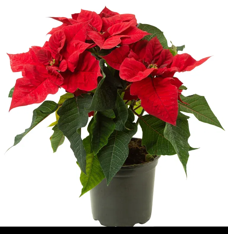 Euphorbia pulch. branched Red 12 cm