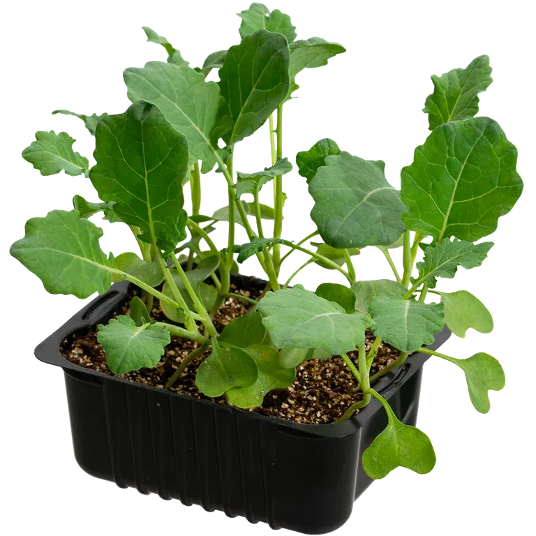 Cauliflower 'Goodman' box 14 cm