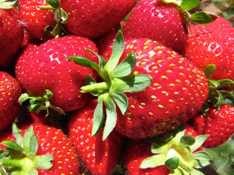 Fragaria x ananassa 'Korona' 6-pack