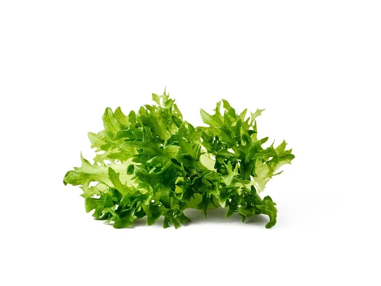 All N. Ready Lactuca 12 cm