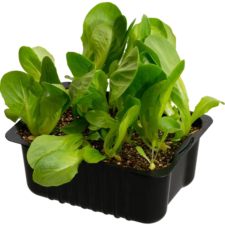 Lactusa 'Romaine' box 14 cm