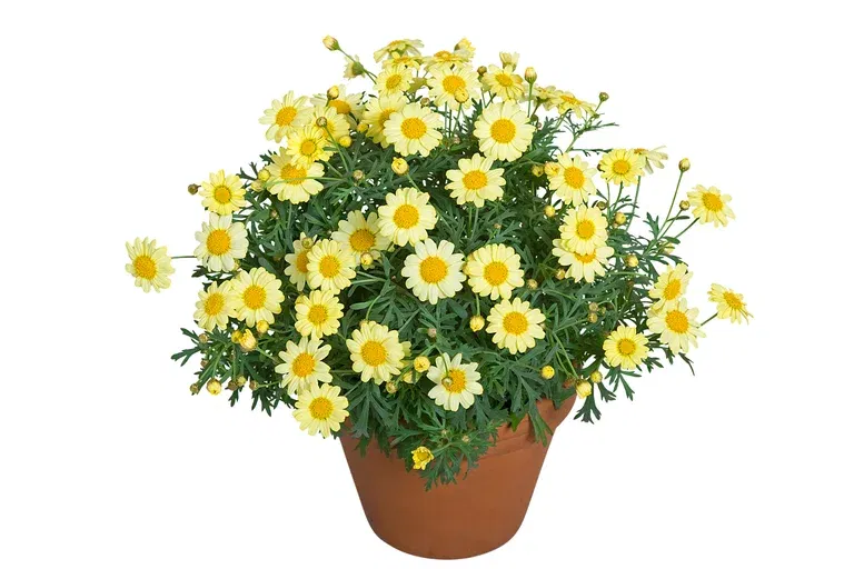 Argyranthemum Yellow 19 cm