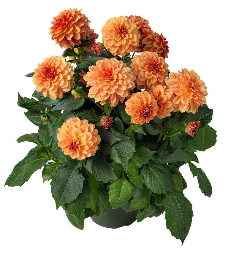 Dahlia green leaf, double fl. 27 cm