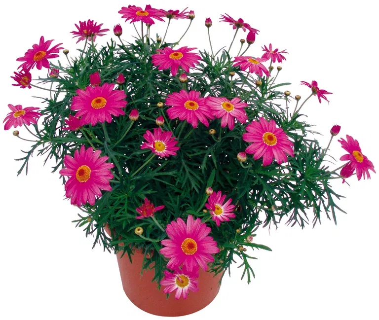 Argyranthemum Pink 19 cm