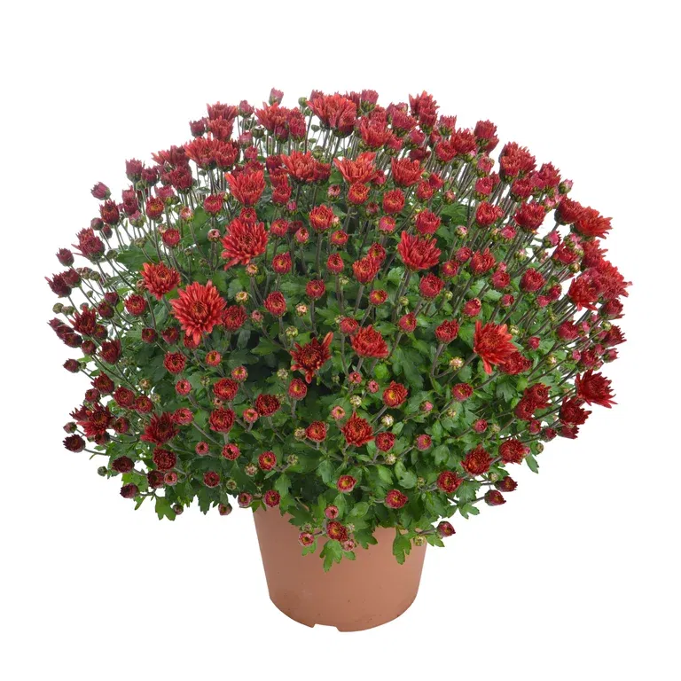 Chrysanthemum ind. Red 14 cm