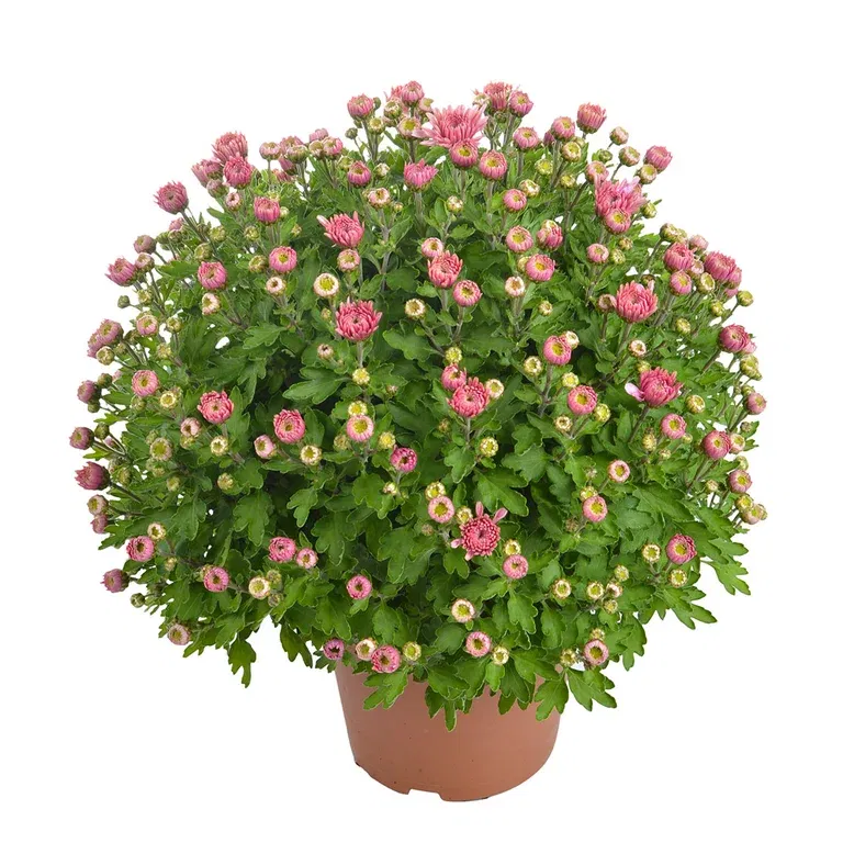 Chrysanthemum ind. Pink 14 cm