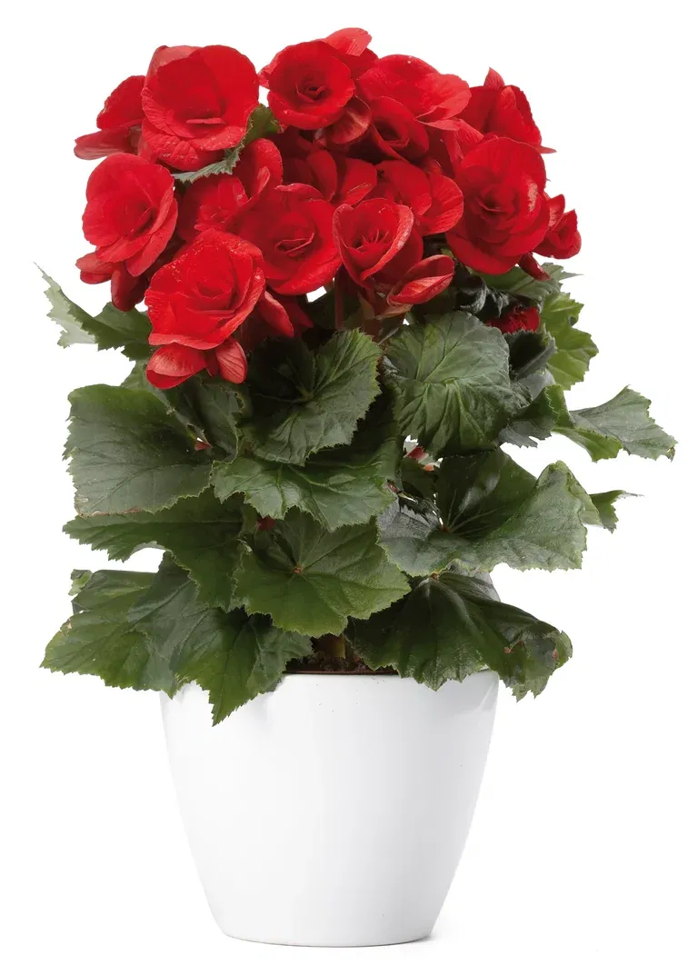 Begonia Bigflower Red 12 cm