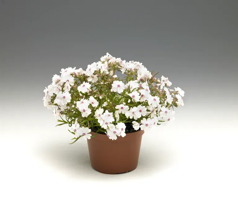 Phlox subulata 12cm