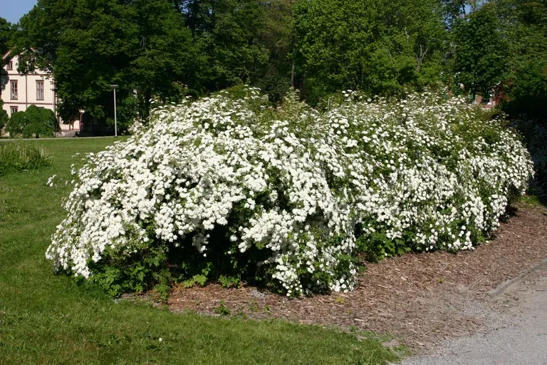 Spiraea x vanhouttei 2L