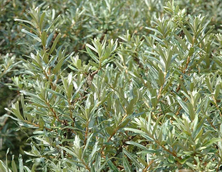 Hippophae rhamnoides 'Romeo' 4,5L