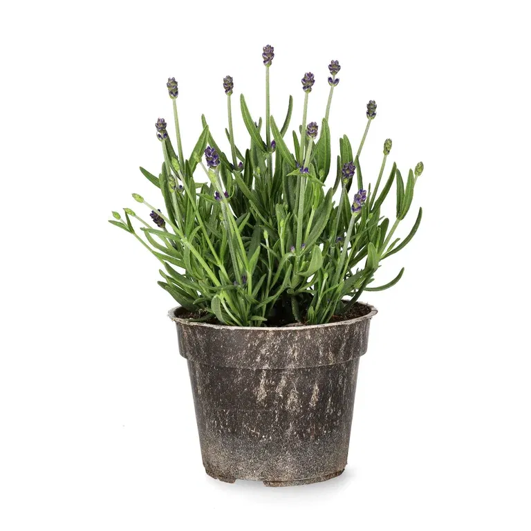 Lavandula ang. 'Felice' 10,5cm