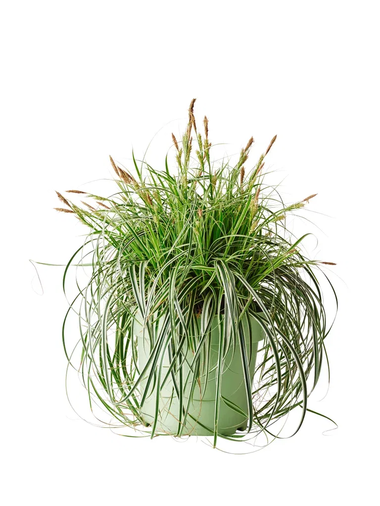 Carex FEATHER FALLS 24cm