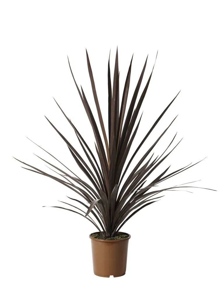 Cordyline a. 'Red Star' 21 cm