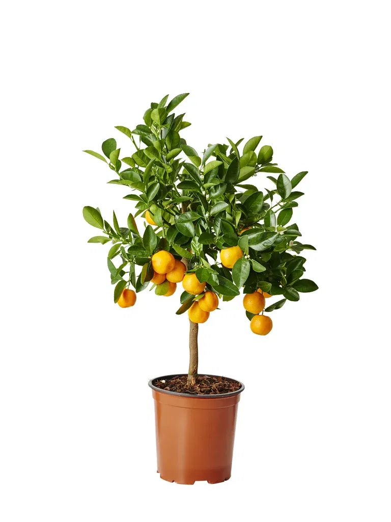 Citrus Calamondin stem 19 cm