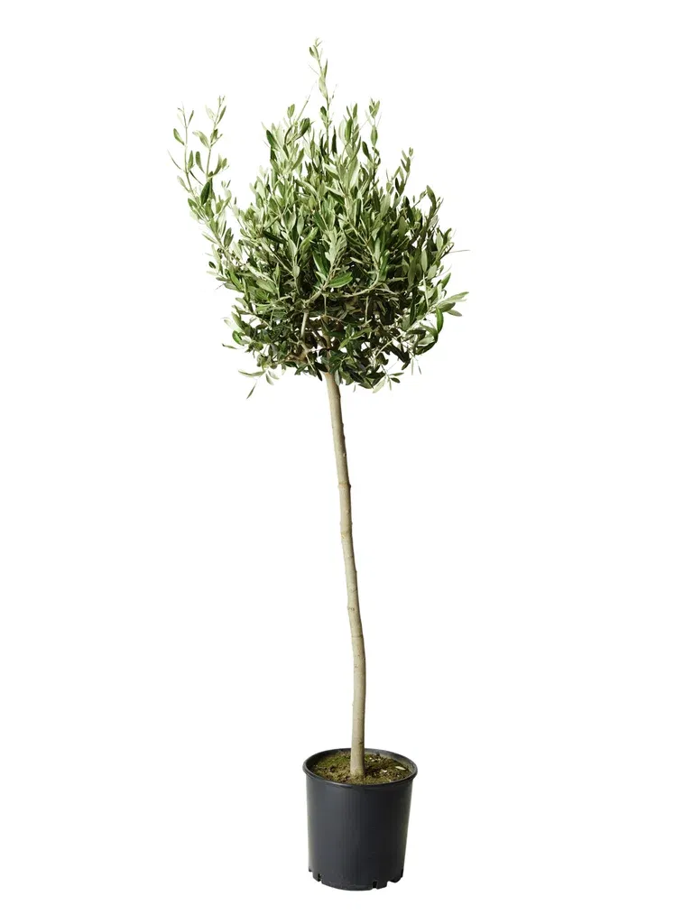 Olea europaea stem 32 cm