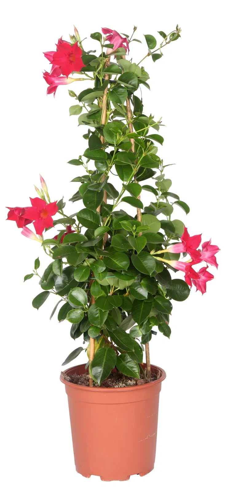 Dipladenia pyramide Red 17 cm