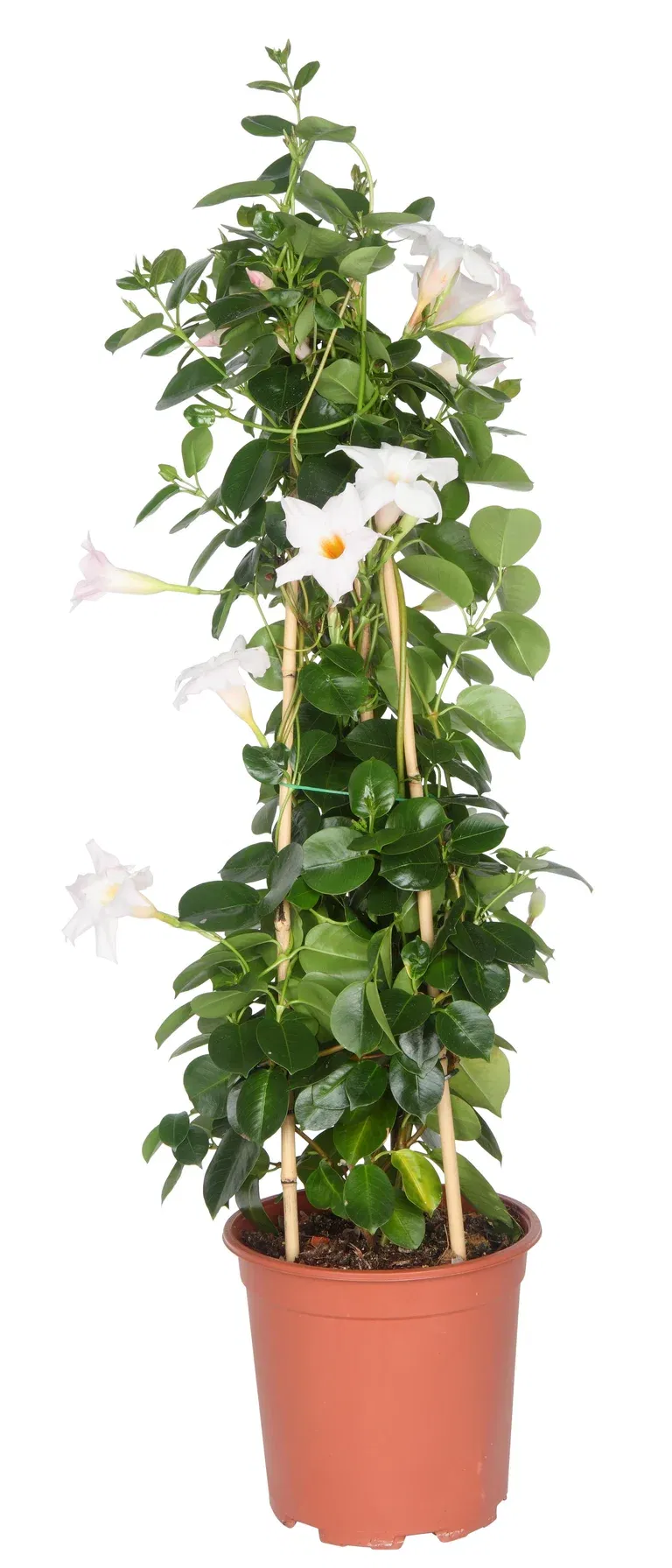 Dipladenia pyramide White 17 cm