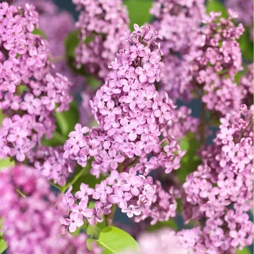 Syringa vulgaris 'Andenken an Ludwig Späth' 40-60cm 23cm