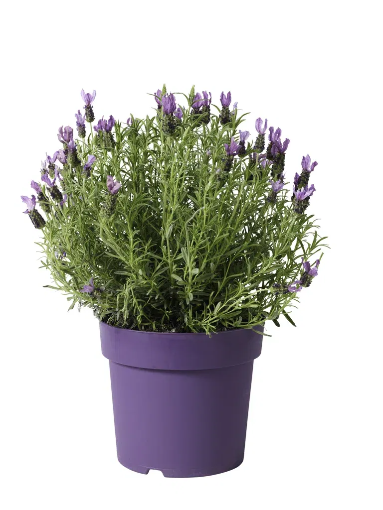 Lavandula stoechas Blue 23 cm