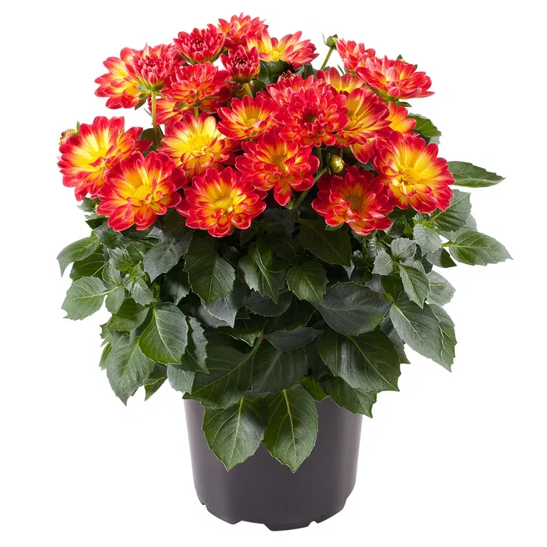 Dahlia green leaf, double fl. Bicolor 12 cm