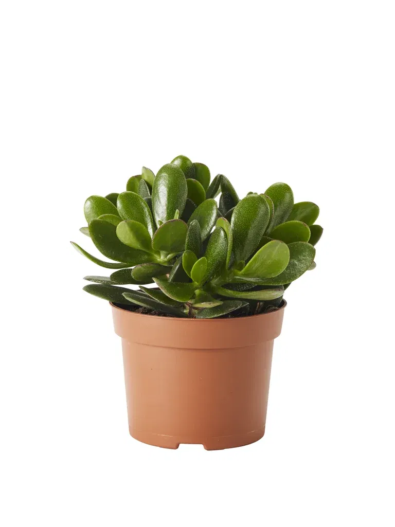 Crassula 'Magical Tree'