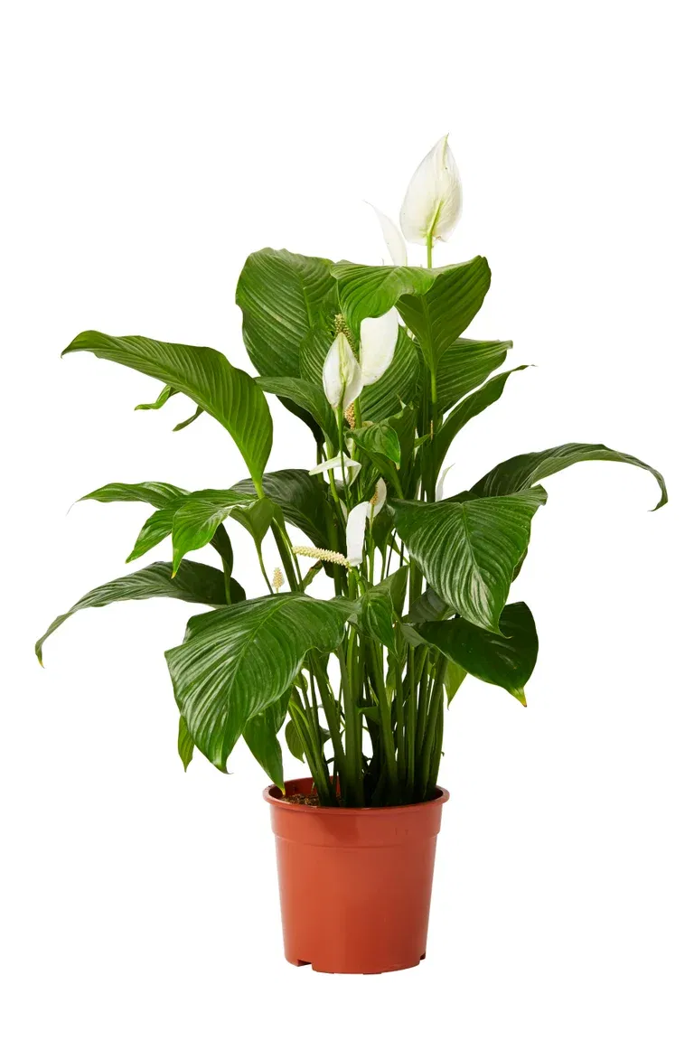 Spathiphyllum 'Sweet Lauretta'