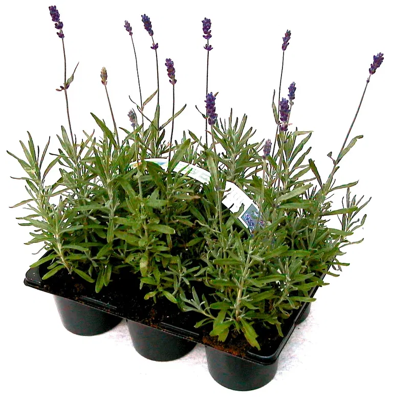 Lavandula x intermedia 'Grosso' 6-pack