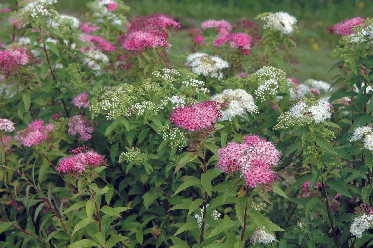Japanspirea 'Genpei'