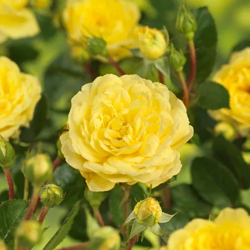 Rosa YELLOW MEILOVE 4L