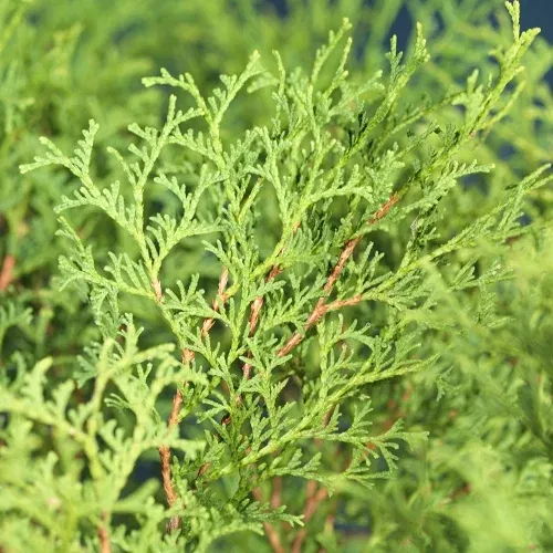 Thuja occidentalis 'Tiny Tim' 25-30cm 22cm