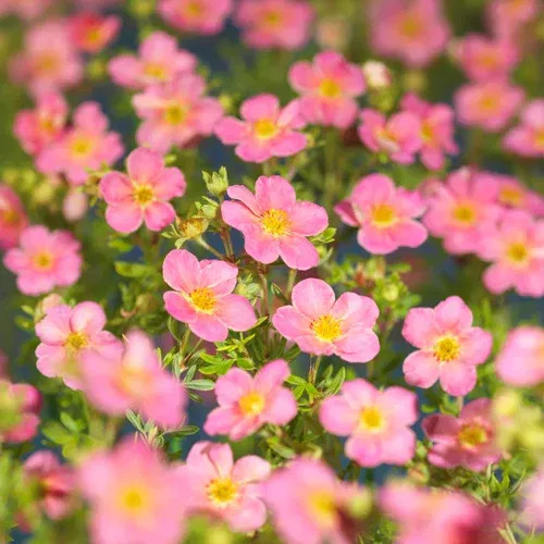 Buskmure 'Pink Beauty'