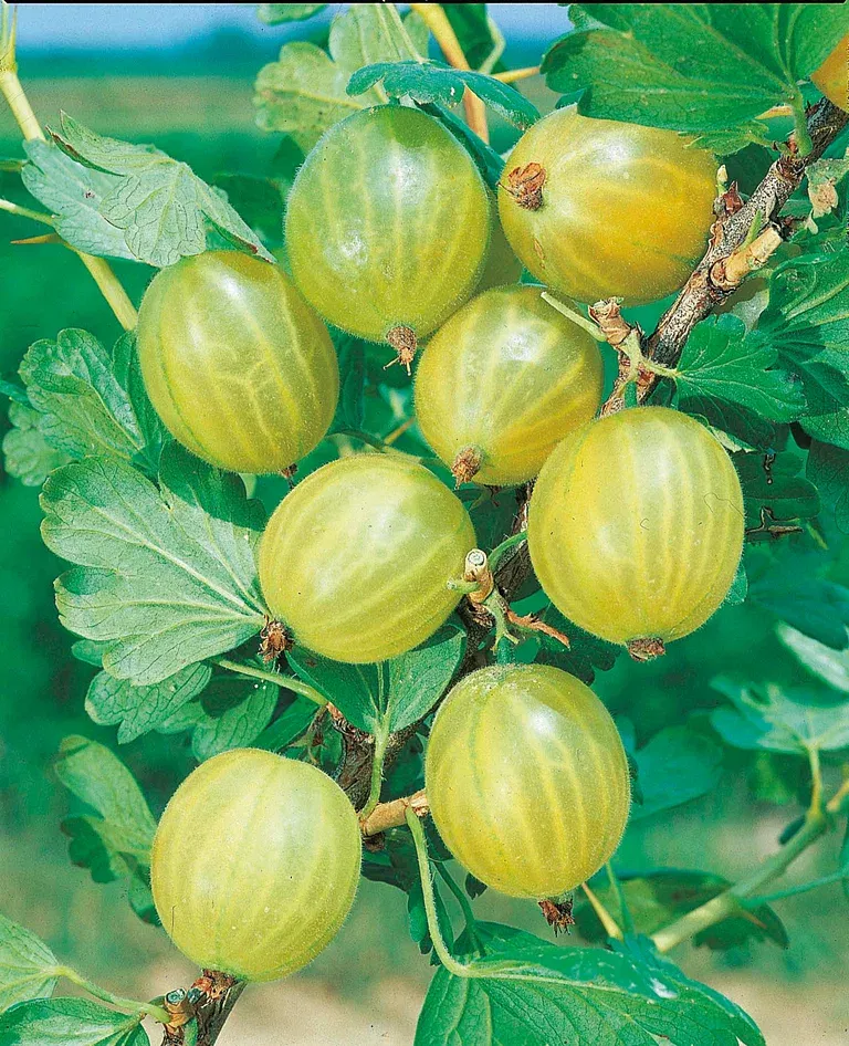 Ribes grossularia HINNONMÄKI GUL 4,5L