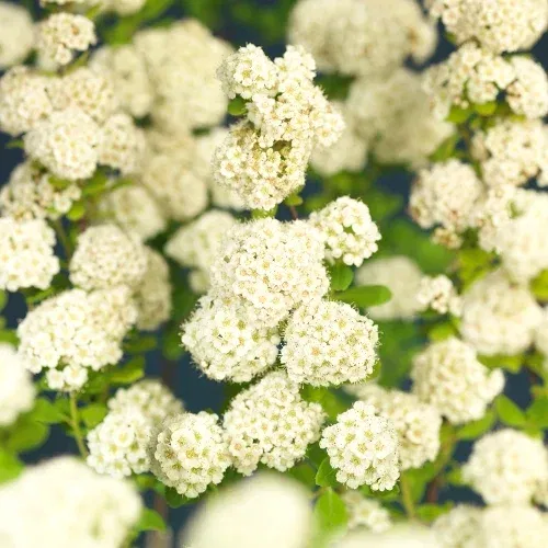 Bjørkebladspirea 'Tor'