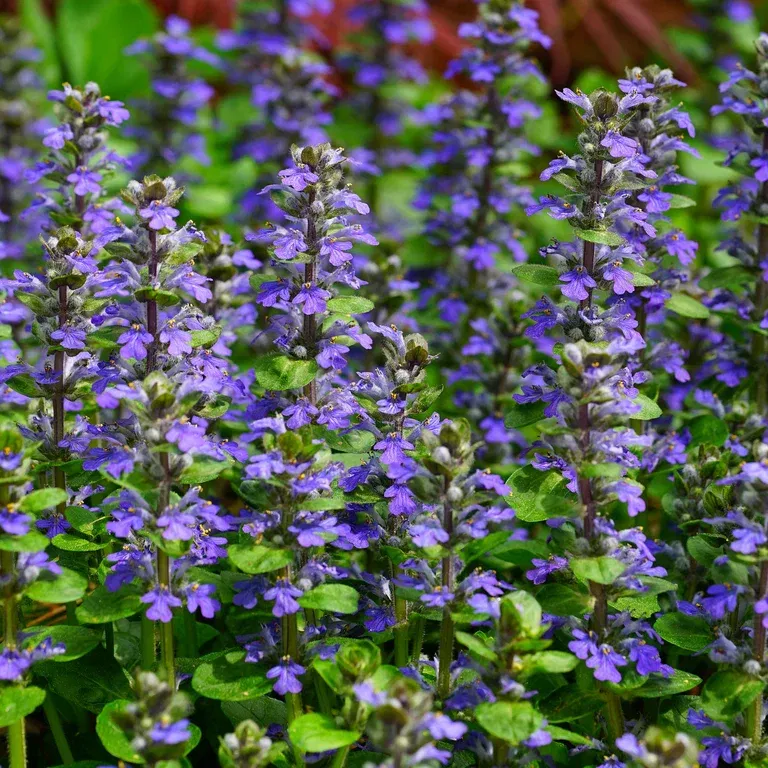 Ajuga reptans