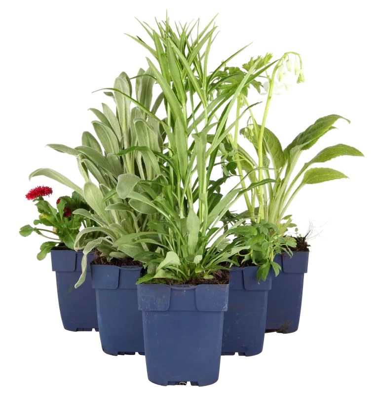 Rosmarinus officinalis