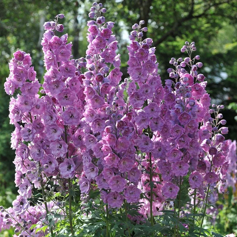 Delphinium (Elatum-Group) 'Astolat'