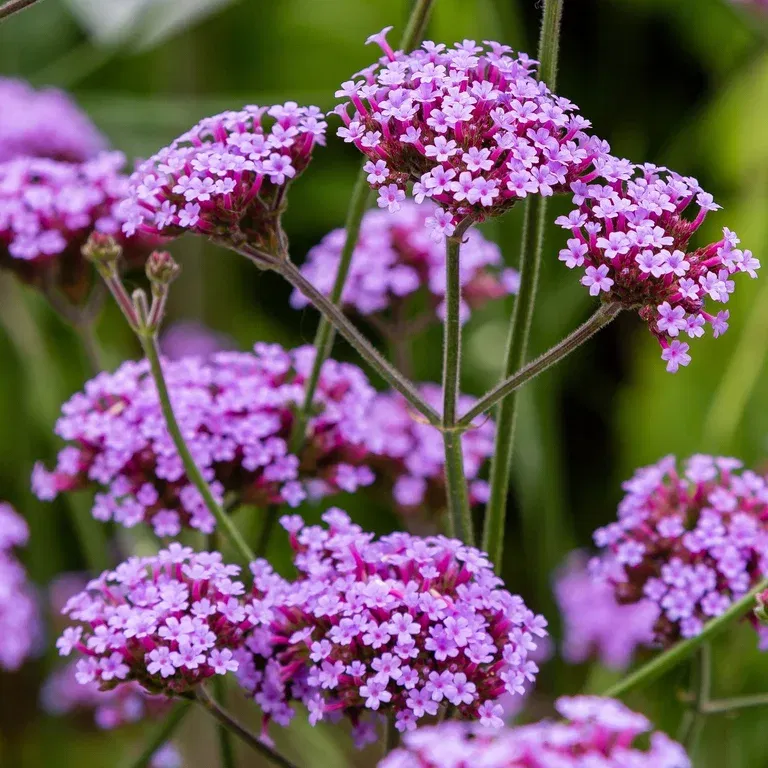 Verbena bonariensis