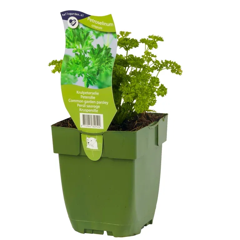 Petroselinum crispum