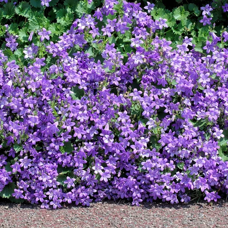 Campanula portenschlagiana