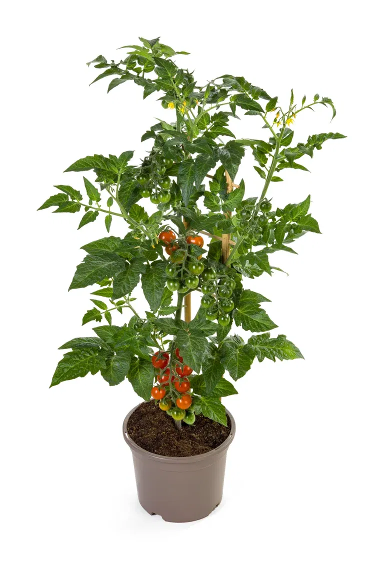 Ready Candy Berry Tomato 14 cm